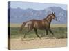 Oldenburg Horse Trotting, Colorado, USA-Carol Walker-Stretched Canvas