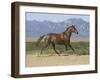 Oldenburg Horse Trotting, Colorado, USA-Carol Walker-Framed Photographic Print