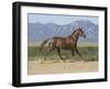 Oldenburg Horse Trotting, Colorado, USA-Carol Walker-Framed Photographic Print