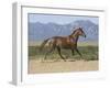 Oldenburg Horse Trotting, Colorado, USA-Carol Walker-Framed Photographic Print