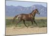 Oldenburg Horse Trotting, Colorado, USA-Carol Walker-Mounted Photographic Print