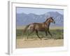 Oldenburg Horse Trotting, Colorado, USA-Carol Walker-Framed Photographic Print