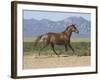 Oldenburg Horse Trotting, Colorado, USA-Carol Walker-Framed Photographic Print