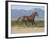 Oldenburg Horse Trotting, Colorado, USA-Carol Walker-Framed Photographic Print