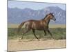 Oldenburg Horse Trotting, Colorado, USA-Carol Walker-Mounted Photographic Print