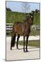 Oldenburg Horses 001-Bob Langrish-Mounted Photographic Print