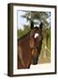 Oldenburg Horses 002-Bob Langrish-Framed Photographic Print