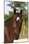 Oldenburg Horses 002-Bob Langrish-Mounted Photographic Print
