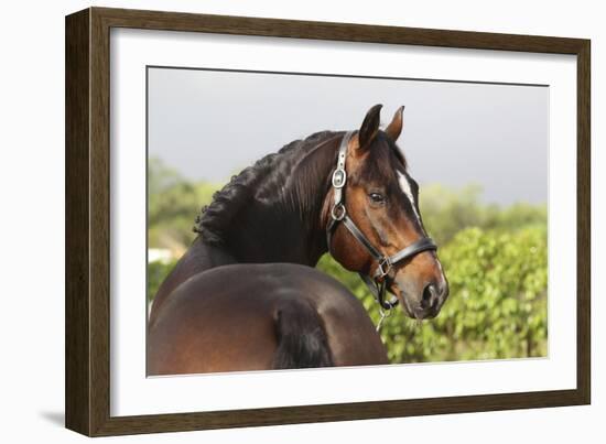 Oldenburg Horses 003-Bob Langrish-Framed Photographic Print