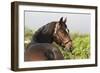 Oldenburg Horses 003-Bob Langrish-Framed Photographic Print
