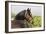 Oldenburg Horses 003-Bob Langrish-Framed Photographic Print