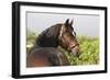 Oldenburg Horses 003-Bob Langrish-Framed Photographic Print
