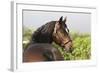 Oldenburg Horses 003-Bob Langrish-Framed Photographic Print