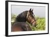 Oldenburg Horses 003-Bob Langrish-Framed Photographic Print