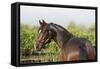 Oldenburg Horses 005-Bob Langrish-Framed Stretched Canvas