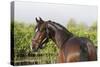 Oldenburg Horses 005-Bob Langrish-Stretched Canvas