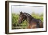 Oldenburg Horses 005-Bob Langrish-Framed Photographic Print