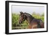 Oldenburg Horses 005-Bob Langrish-Framed Photographic Print