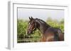 Oldenburg Horses 005-Bob Langrish-Framed Photographic Print