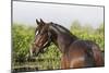 Oldenburg Horses 005-Bob Langrish-Mounted Photographic Print