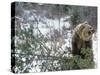Older Polar Bear Cubs, North Slope, Alaska, USA-Howie Garber-Stretched Canvas
