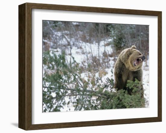 Older Polar Bear Cubs, North Slope, Alaska, USA-Howie Garber-Framed Photographic Print