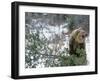 Older Polar Bear Cubs, North Slope, Alaska, USA-Howie Garber-Framed Photographic Print