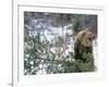 Older Polar Bear Cubs, North Slope, Alaska, USA-Howie Garber-Framed Photographic Print