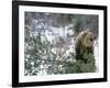 Older Polar Bear Cubs, North Slope, Alaska, USA-Howie Garber-Framed Photographic Print