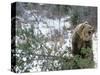 Older Polar Bear Cubs, North Slope, Alaska, USA-Howie Garber-Stretched Canvas