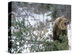 Older Polar Bear Cubs, North Slope, Alaska, USA-Howie Garber-Stretched Canvas