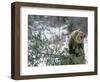 Older Polar Bear Cubs, North Slope, Alaska, USA-Howie Garber-Framed Photographic Print