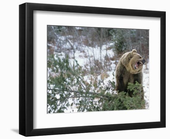 Older Polar Bear Cubs, North Slope, Alaska, USA-Howie Garber-Framed Photographic Print