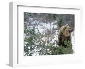 Older Polar Bear Cubs, North Slope, Alaska, USA-Howie Garber-Framed Photographic Print