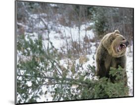 Older Polar Bear Cubs, North Slope, Alaska, USA-Howie Garber-Mounted Photographic Print