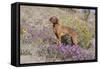 Older Vizsla Standing Amid Purple Desert Verbena and Yellow Composites-Lynn M^ Stone-Framed Stretched Canvas