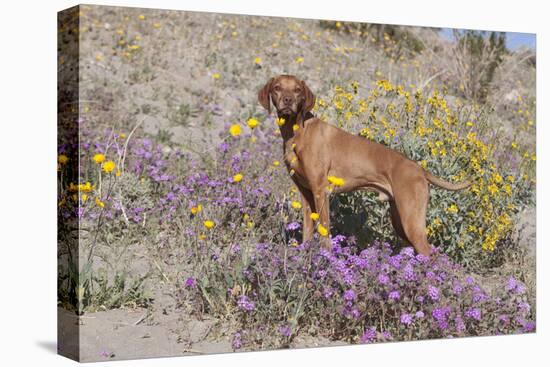 Older Vizsla Standing Amid Purple Desert Verbena and Yellow Composites-Lynn M^ Stone-Stretched Canvas