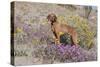 Older Vizsla Standing Amid Purple Desert Verbena and Yellow Composites-Lynn M^ Stone-Stretched Canvas