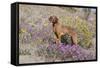 Older Vizsla Standing Amid Purple Desert Verbena and Yellow Composites-Lynn M^ Stone-Framed Stretched Canvas