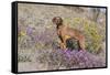 Older Vizsla Standing Amid Purple Desert Verbena and Yellow Composites-Lynn M^ Stone-Framed Stretched Canvas