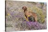 Older Vizsla Standing Amid Purple Desert Verbena and Yellow Composites-Lynn M^ Stone-Stretched Canvas