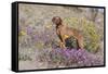 Older Vizsla Standing Amid Purple Desert Verbena and Yellow Composites-Lynn M^ Stone-Framed Stretched Canvas