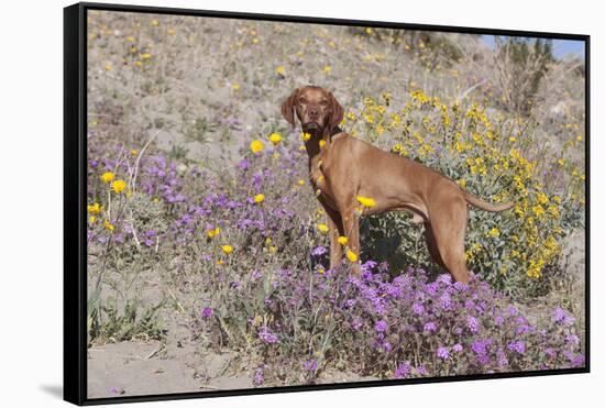 Older Vizsla Standing Amid Purple Desert Verbena and Yellow Composites-Lynn M^ Stone-Framed Stretched Canvas