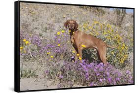 Older Vizsla Standing Amid Purple Desert Verbena and Yellow Composites-Lynn M^ Stone-Framed Stretched Canvas