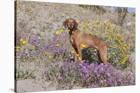 Older Vizsla Standing Amid Purple Desert Verbena and Yellow Composites-Lynn M^ Stone-Stretched Canvas