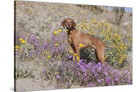 Older Vizsla Standing Amid Purple Desert Verbena and Yellow Composites-Lynn M^ Stone-Stretched Canvas