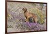 Older Vizsla Standing Amid Purple Desert Verbena and Yellow Composites-Lynn M^ Stone-Framed Photographic Print