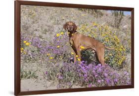 Older Vizsla Standing Amid Purple Desert Verbena and Yellow Composites-Lynn M^ Stone-Framed Photographic Print