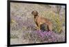 Older Vizsla Standing Amid Purple Desert Verbena and Yellow Composites-Lynn M^ Stone-Framed Photographic Print