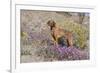 Older Vizsla Standing Amid Purple Desert Verbena and Yellow Composites-Lynn M^ Stone-Framed Photographic Print